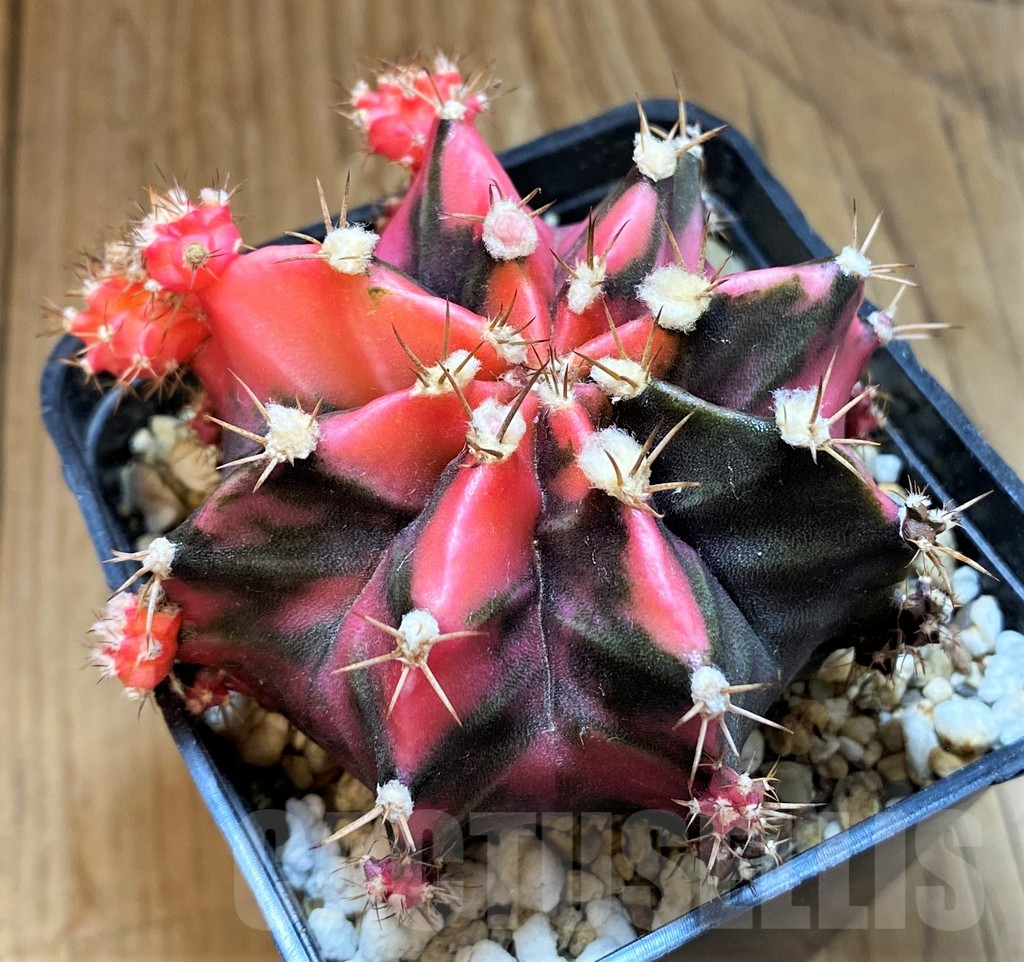 SH18036 Gymnocalycium mihanovichii f. variegata