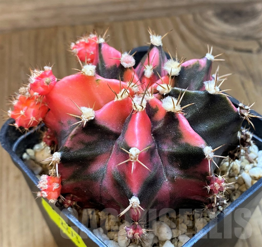 SH18036 Gymnocalycium mihanovichii f. variegata - Image 3