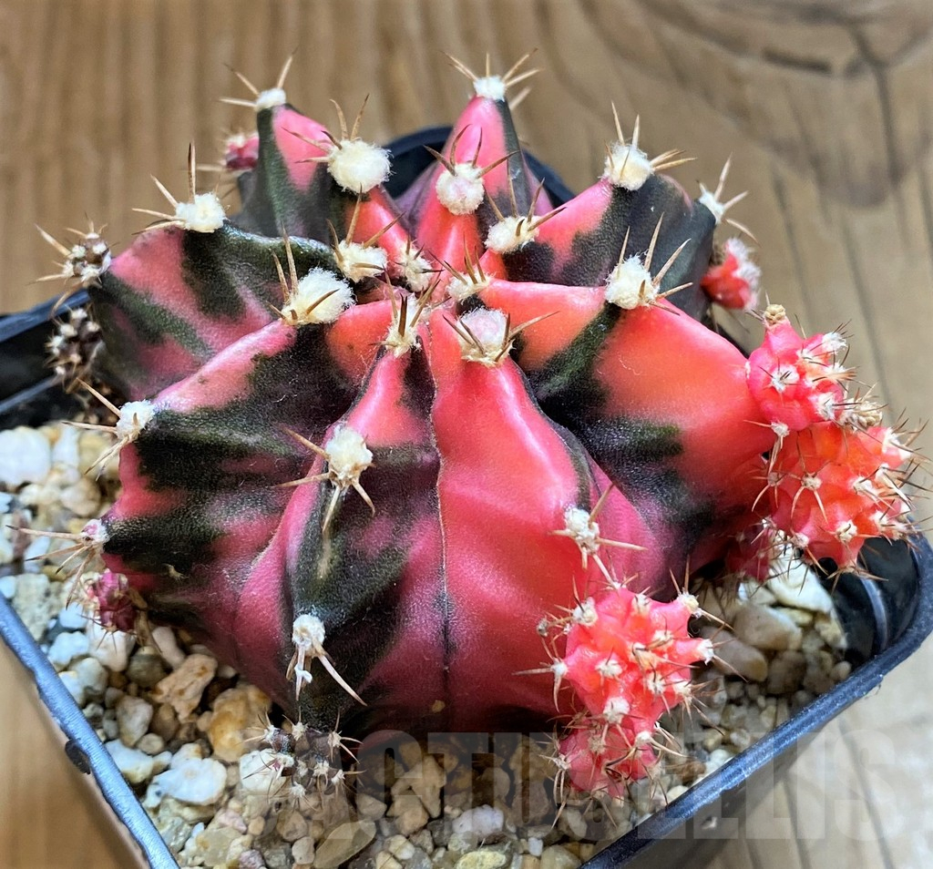 SH18036 Gymnocalycium mihanovichii f. variegata - Image 2