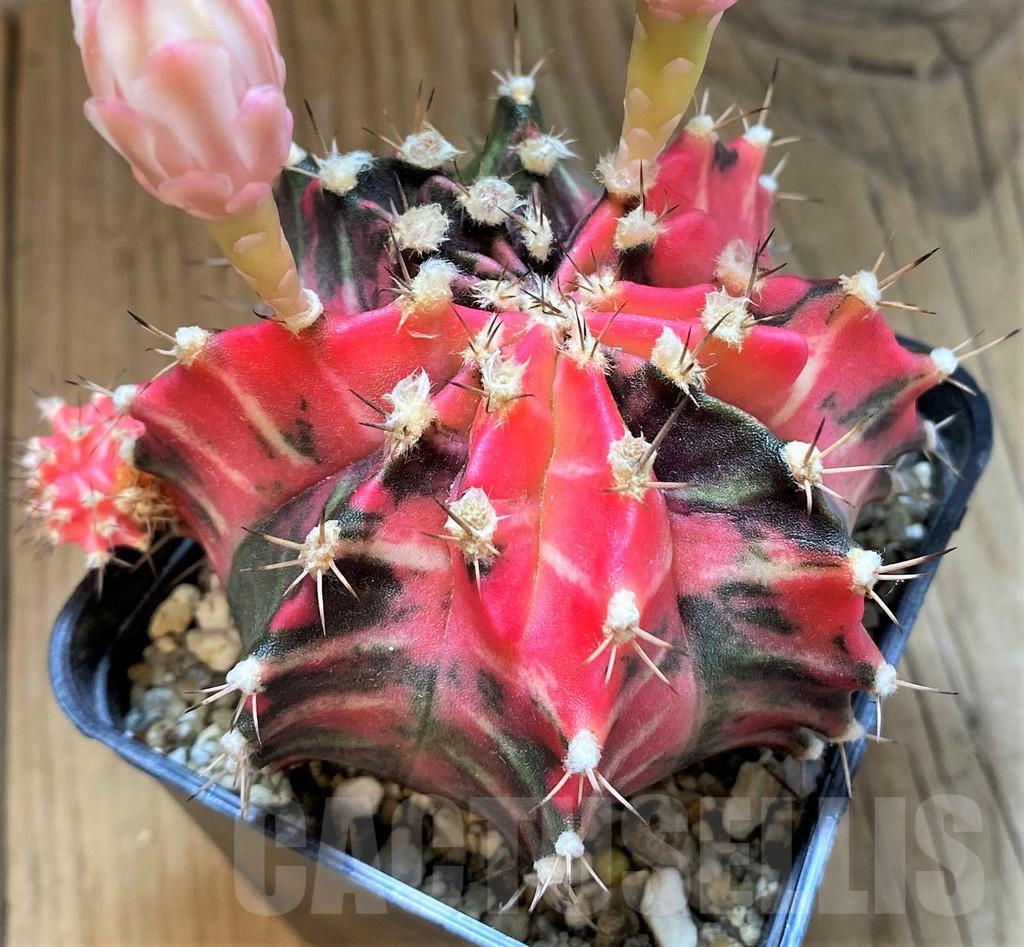 SH18037 Gymnocalycium mihanovichii f. variegata - Image 2