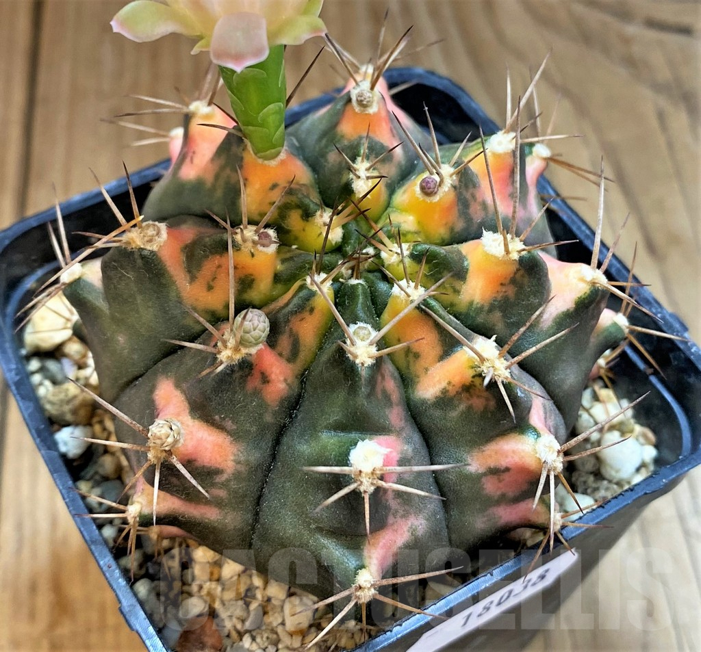 SH18038 Gymnocalycium mihanovichii f. variegata - Image 2