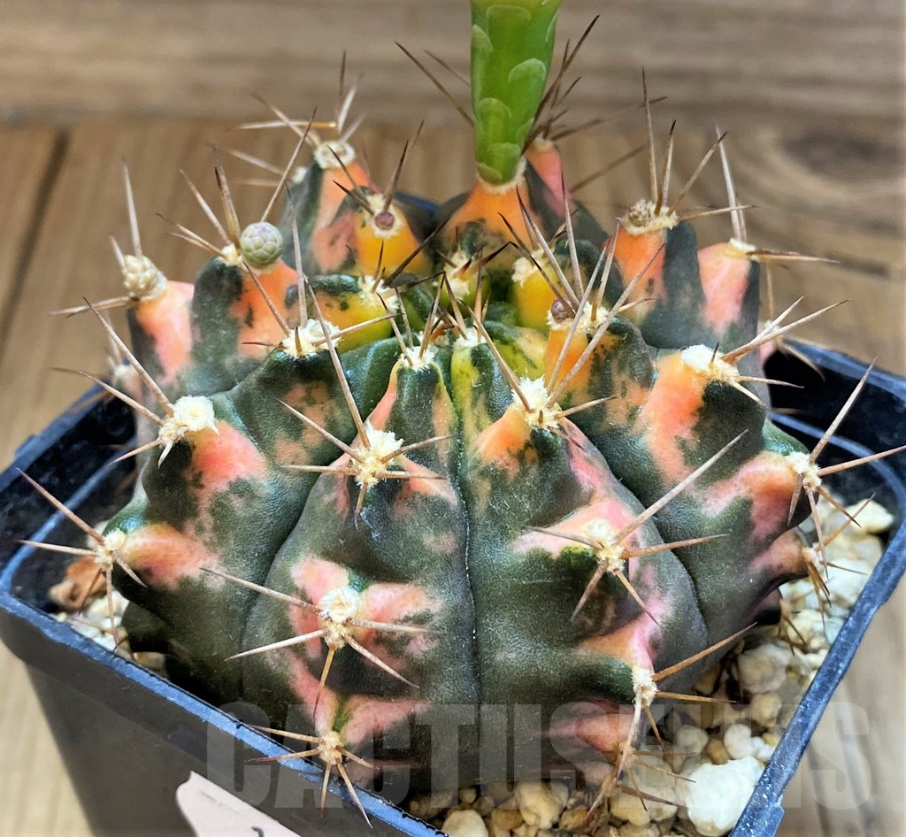 SH18038 Gymnocalycium mihanovichii f. variegata