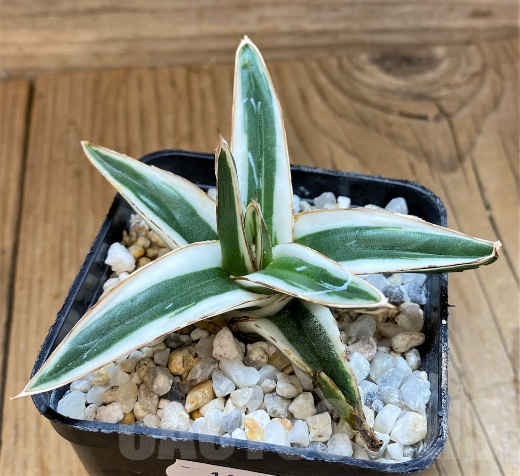 SH18041 Agave victoriae-reginae 'White Rhino' - Image 2
