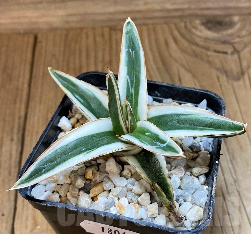 SH18041 Agave victoriae-reginae 'White Rhino'