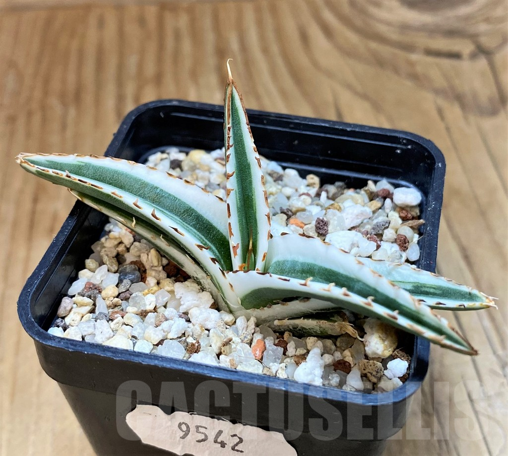 SH18044 Agave victoriae-reginae 'White Rhino' - Image 3