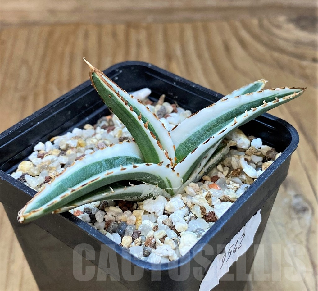 SH18044 Agave victoriae-reginae 'White Rhino' - Image 2