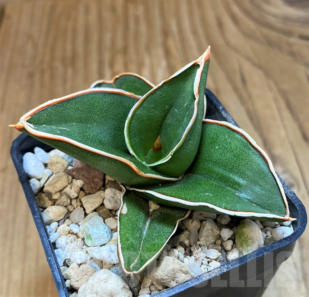 SH18049 Sansevieria ‘Samurai’ - Image 2