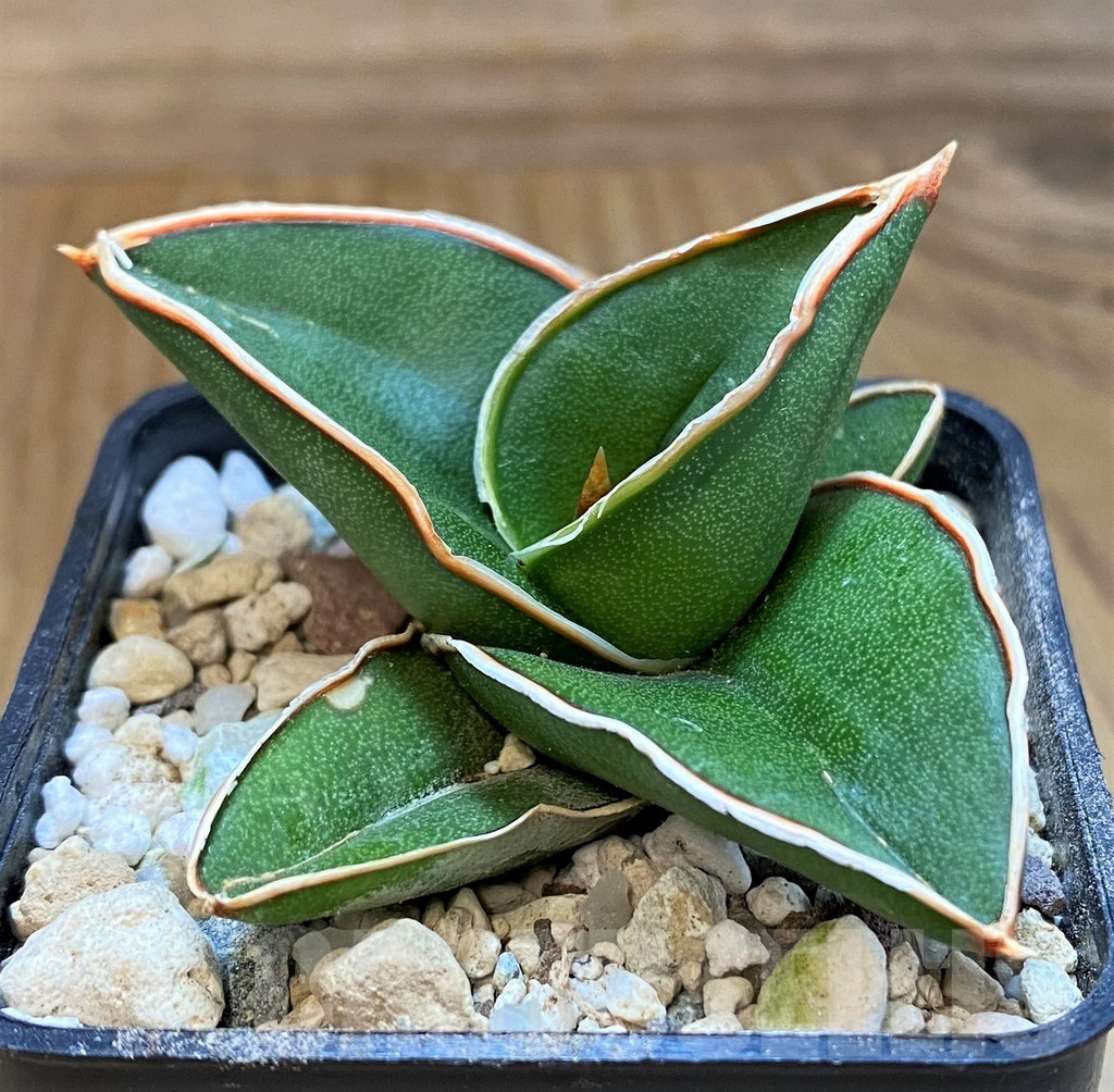 SH18049 Sansevieria ‘Samurai’