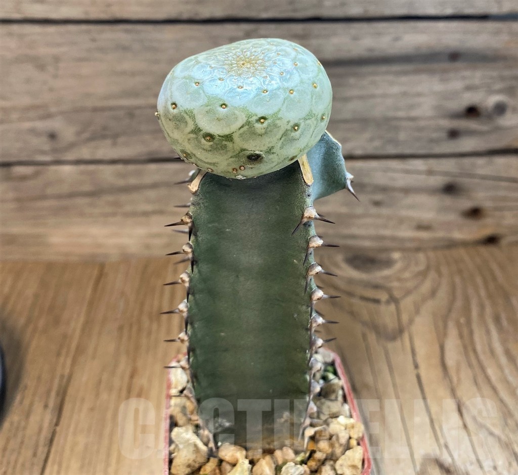 SH18212 Euphorbia turbiniformis, grafted - Image 2