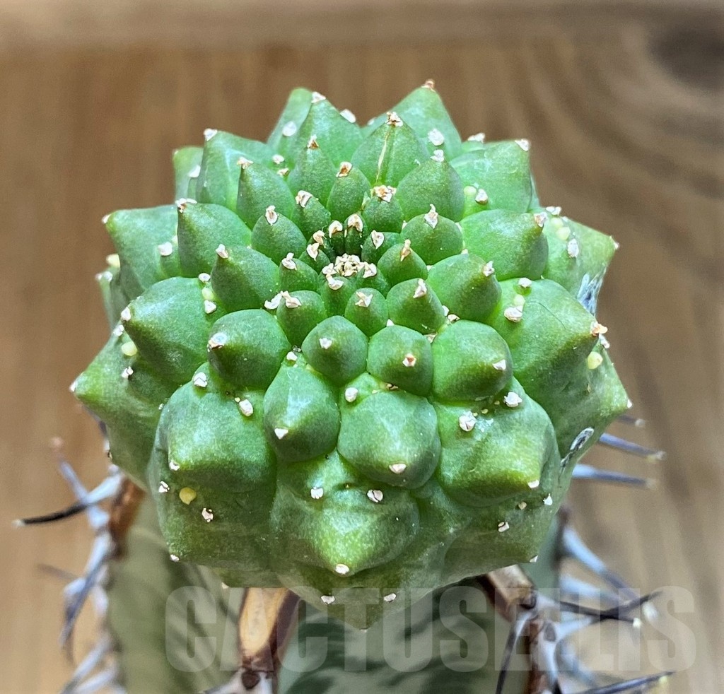 SH18213 Euphorbia gymnocalycioides, grafted