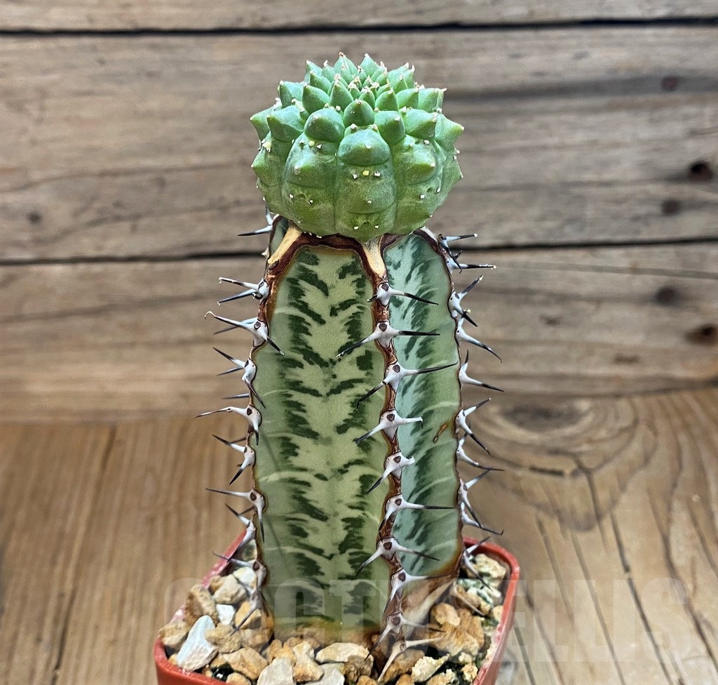 SH18213 Euphorbia gymnocalycioides, grafted - Image 2
