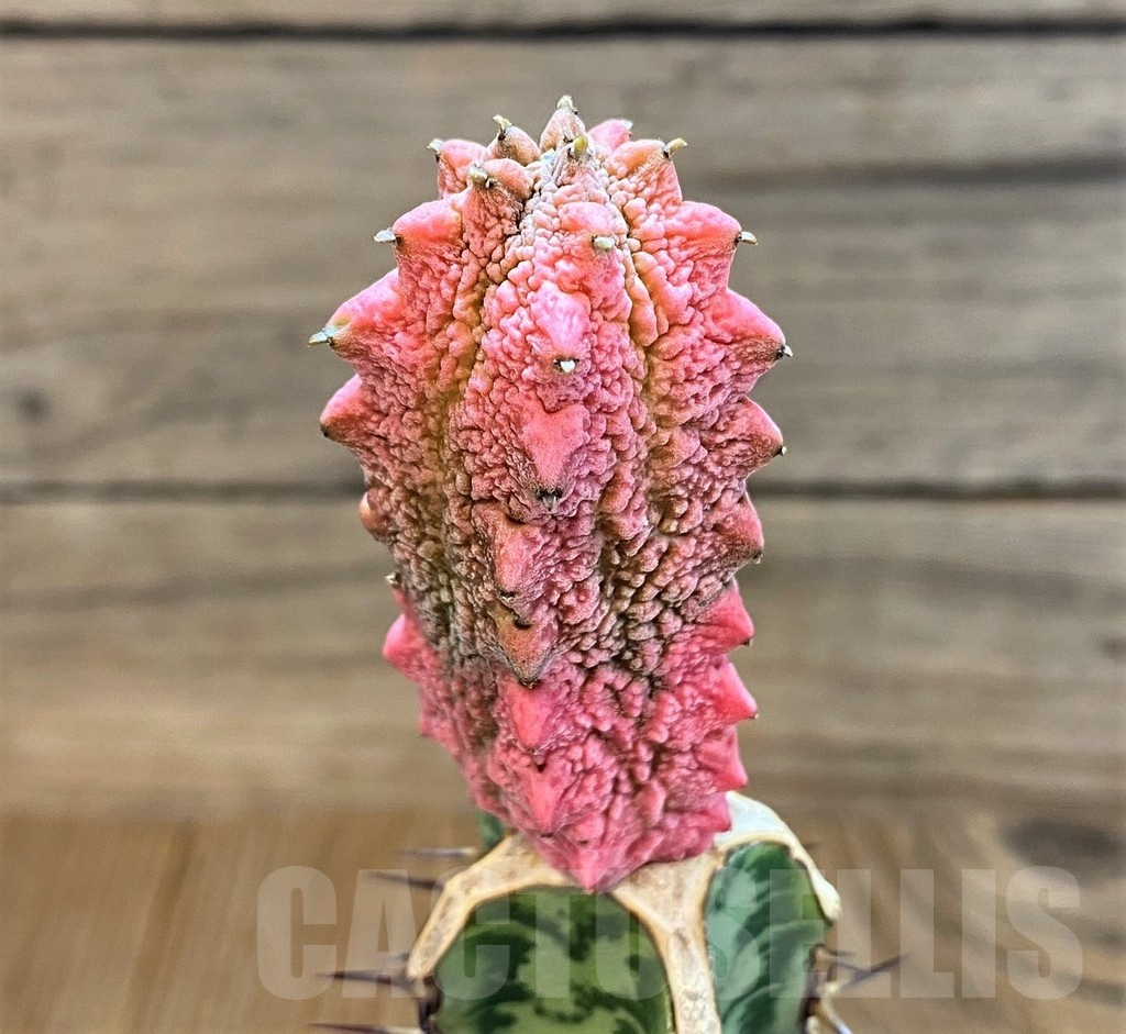 SH18214 Euphorbia abdelkuri 'Damask', grafted