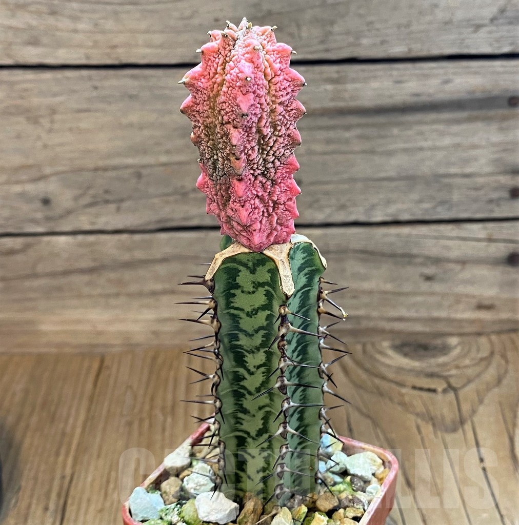 SH18214 Euphorbia abdelkuri 'Damask', grafted - Image 2
