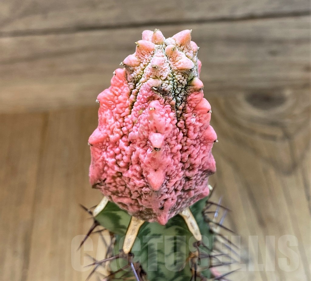 SH18215 Euphorbia abdelkuri 'Damask', grafted