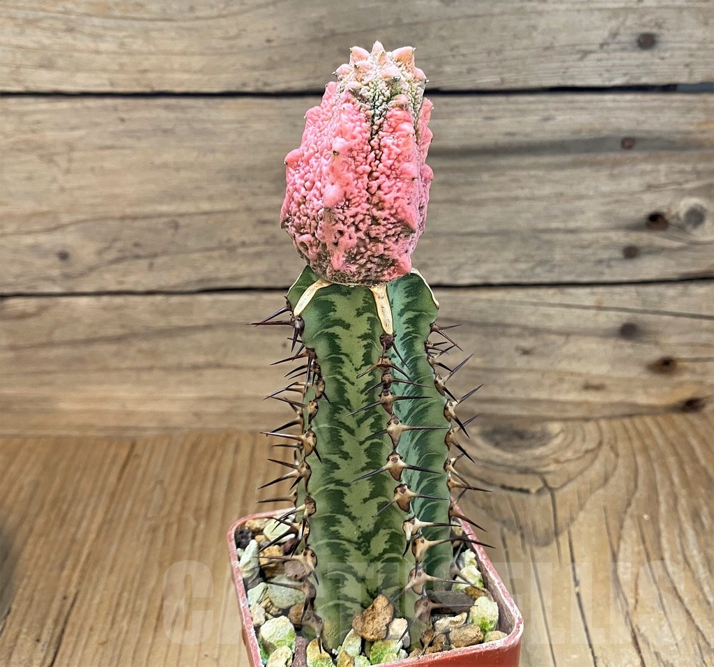 SH18215 Euphorbia abdelkuri 'Damask', grafted - Image 2