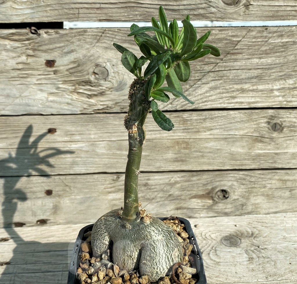 SH18166 Pachypodium succulentum f. cristata, grafted - Image 2