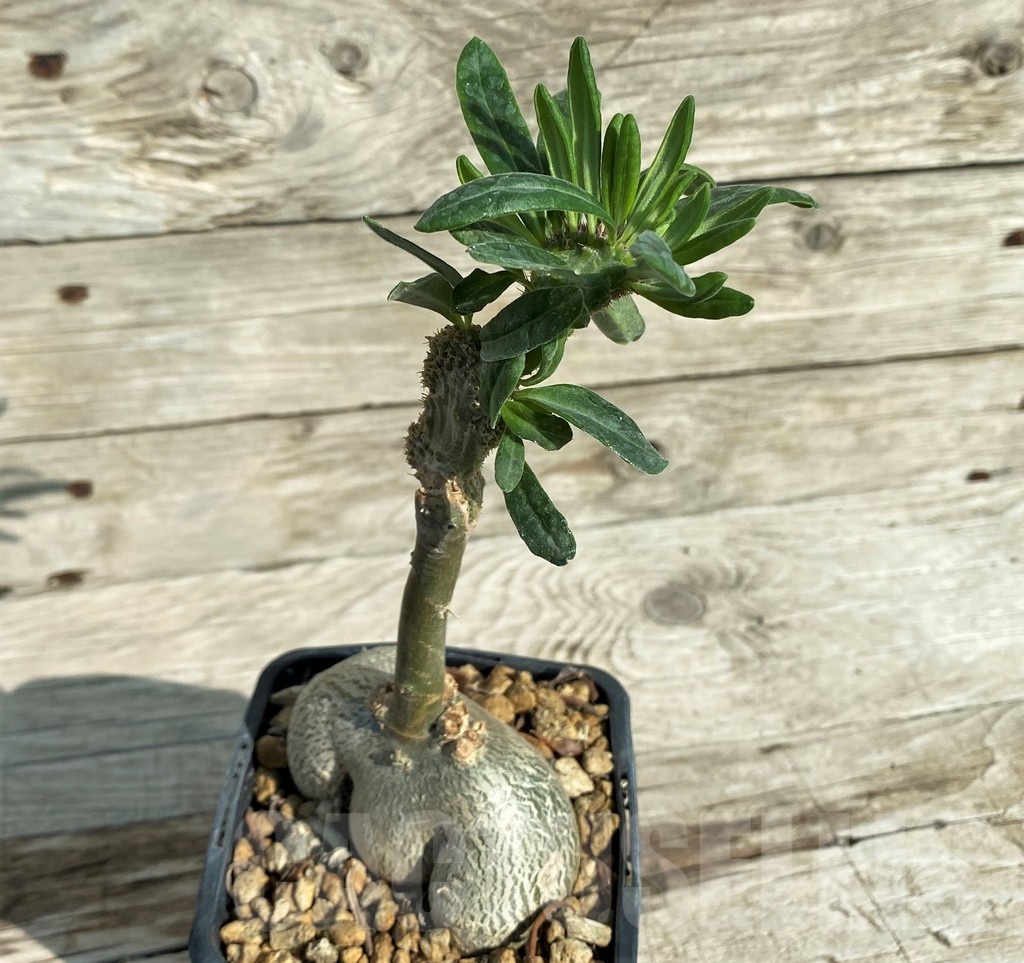 SH18166 Pachypodium succulentum f. cristata, grafted