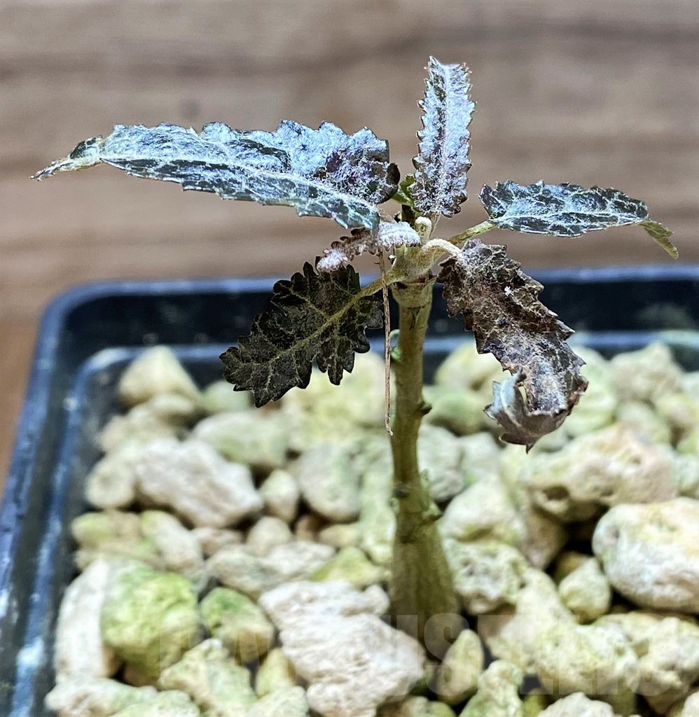 SH18179 Boswellia elongata - Image 2
