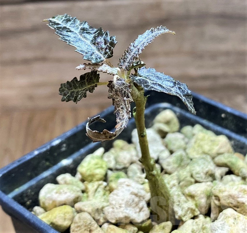 SH18179 Boswellia elongata