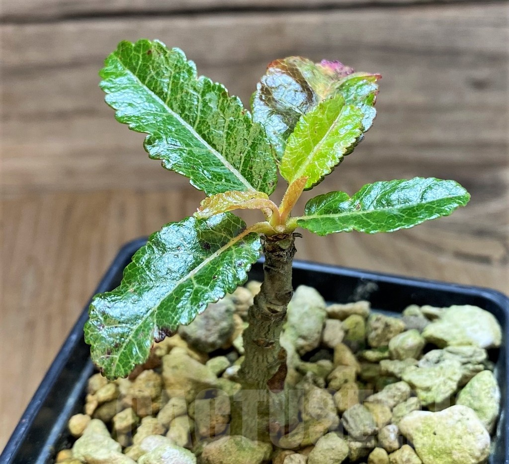 SH18185 Boswellia popoviana -Red flower-
