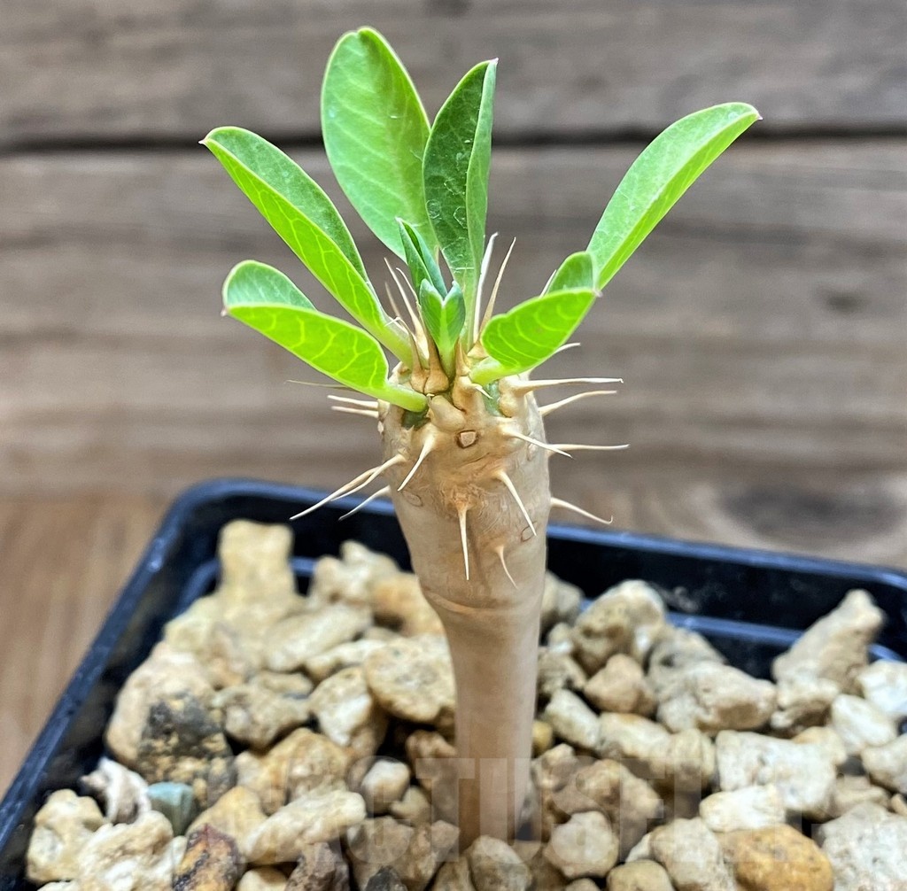 SH18188 Euphorbia guillauminiana