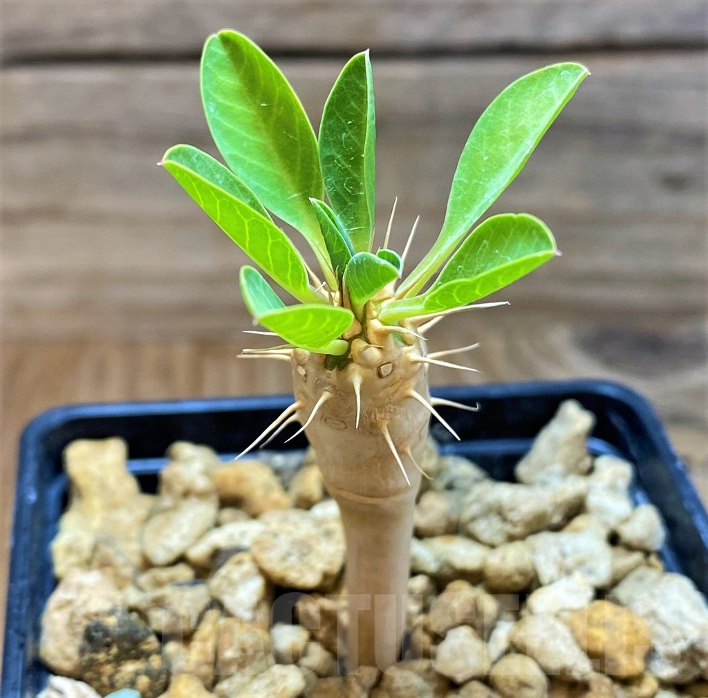 SH18188 Euphorbia guillauminiana - Image 2