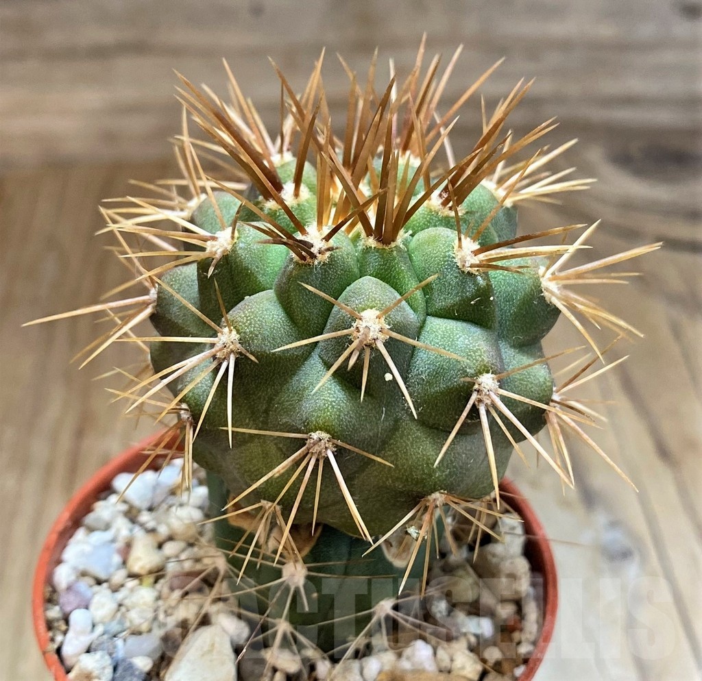 SH18324 Copiapoa gigantea GCG15004, grafted - Image 2