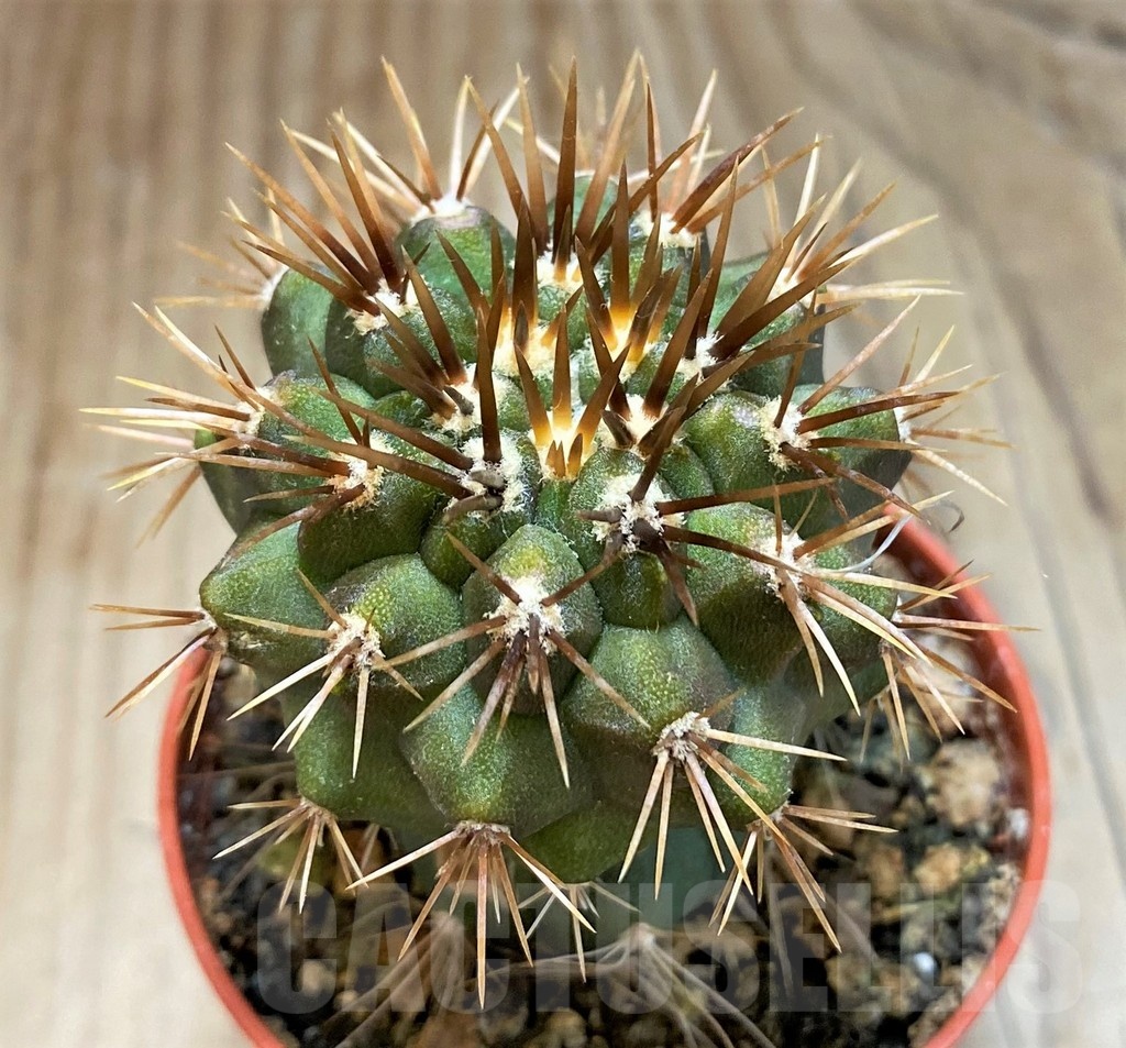 SH18325 Copiapoa gigantea GCG15004, grafted