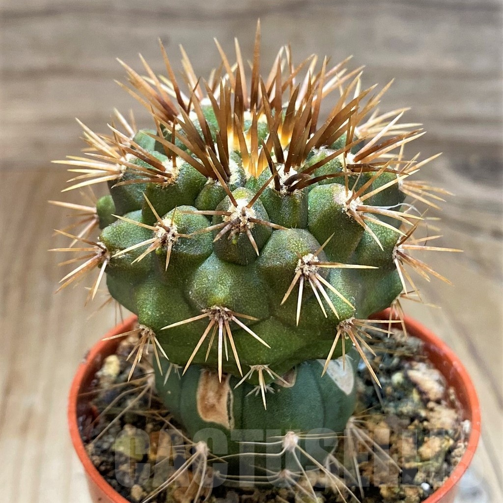 SH18325 Copiapoa gigantea GCG15004, grafted - Image 2