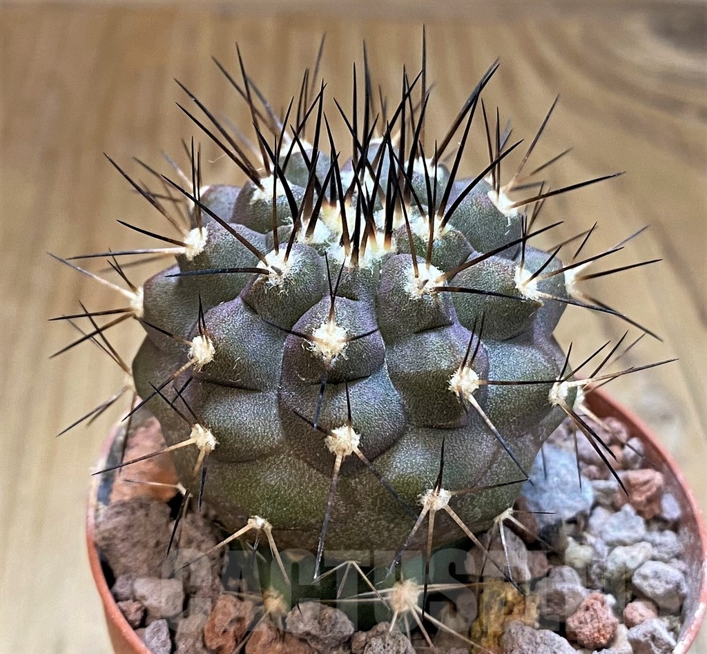 SH18337 Copiapoa cinerea SI-40-24, grafted - Image 2