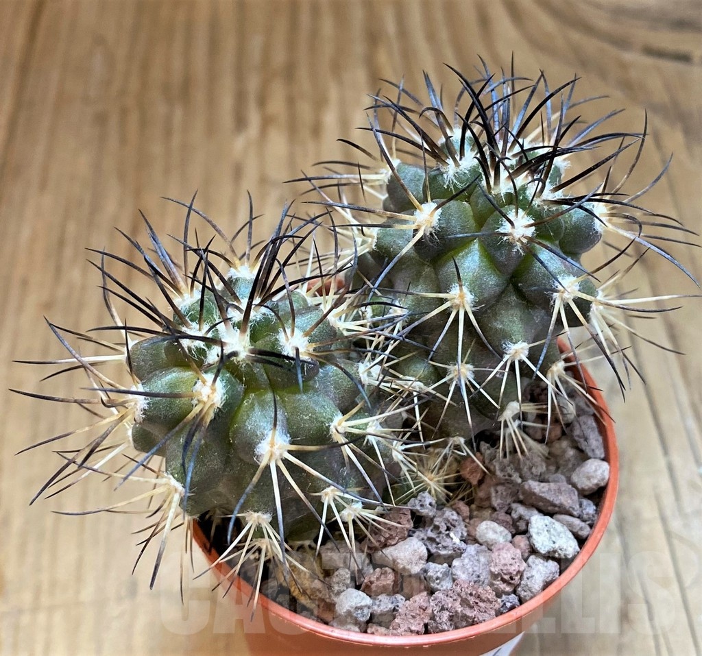 SH18346 Copiapoa algarrobensis GCG15262, grafted - Image 2