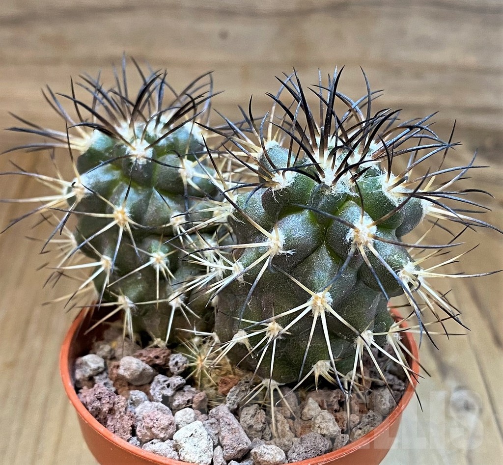 SH18346 Copiapoa algarrobensis GCG15262, grafted - Image 3