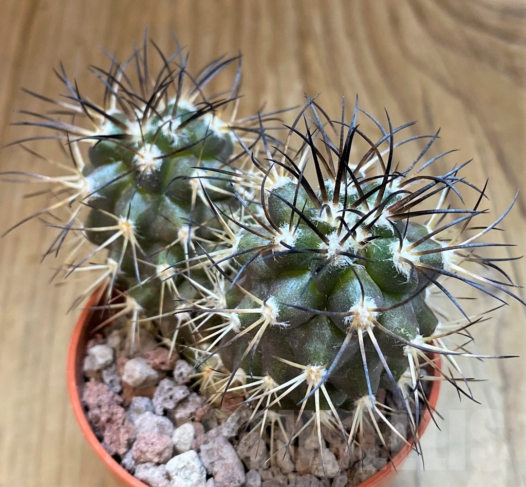 SH18346 Copiapoa algarrobensis GCG15262, grafted