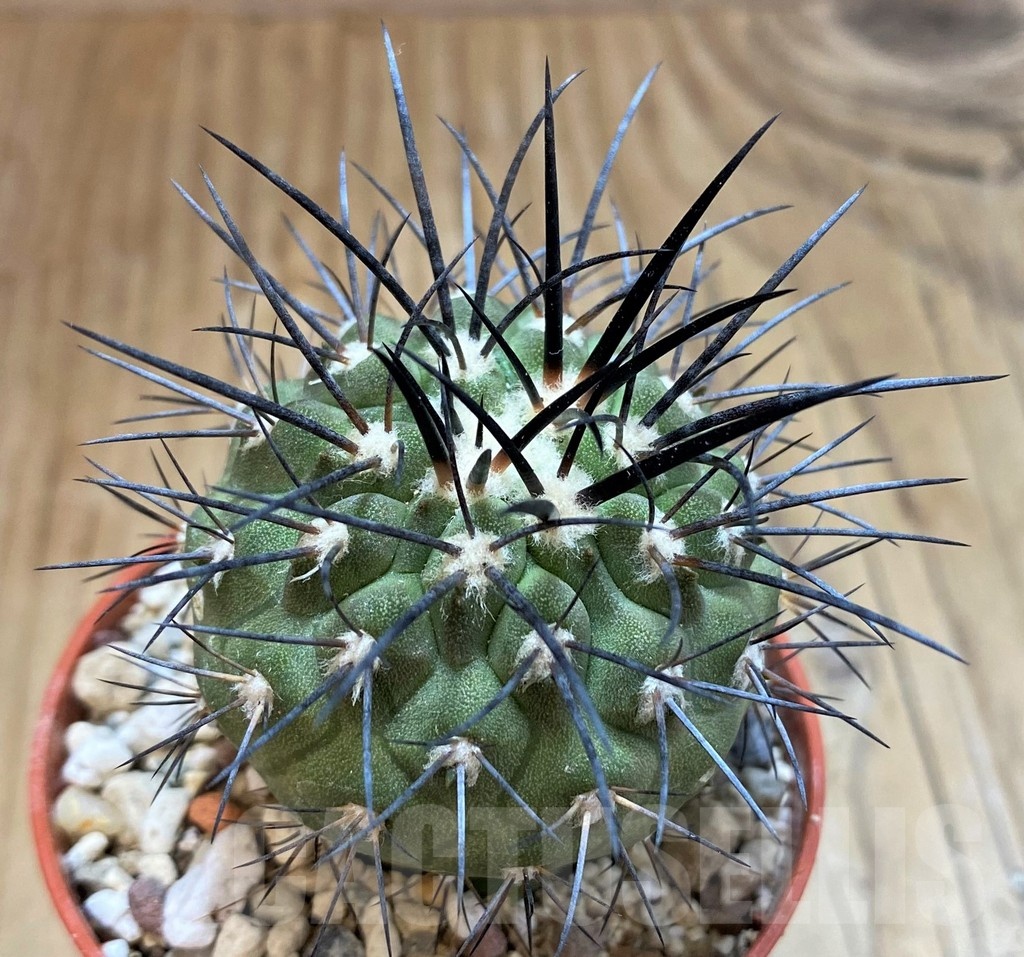SH18297 Copiapoa dealbata SI-51-24, grafted