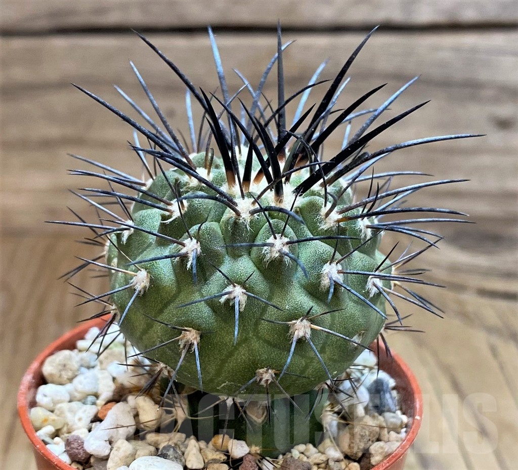 SH18297 Copiapoa dealbata SI-51-24, grafted - Image 2