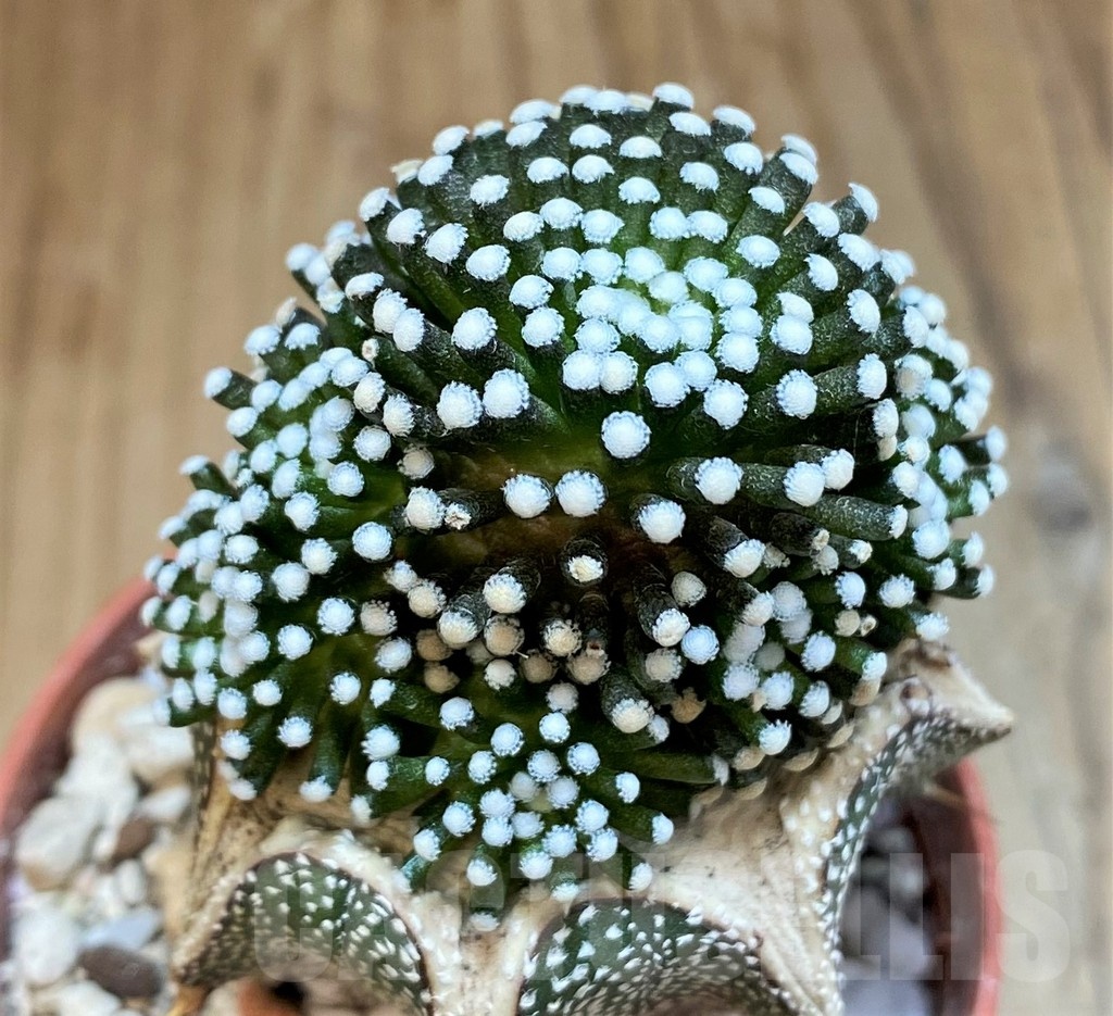 SH18356 Mammillaria luethyi, grafted