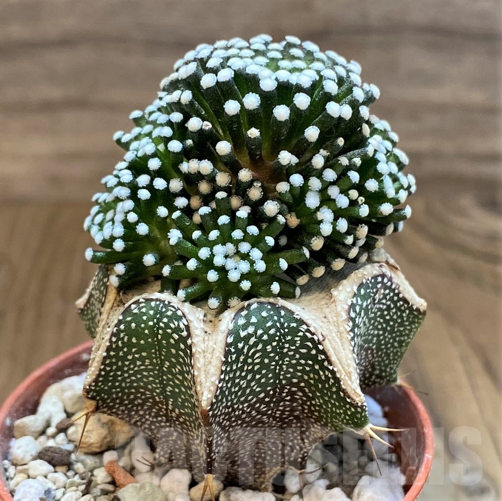 SH18356 Mammillaria luethyi, grafted - Image 2