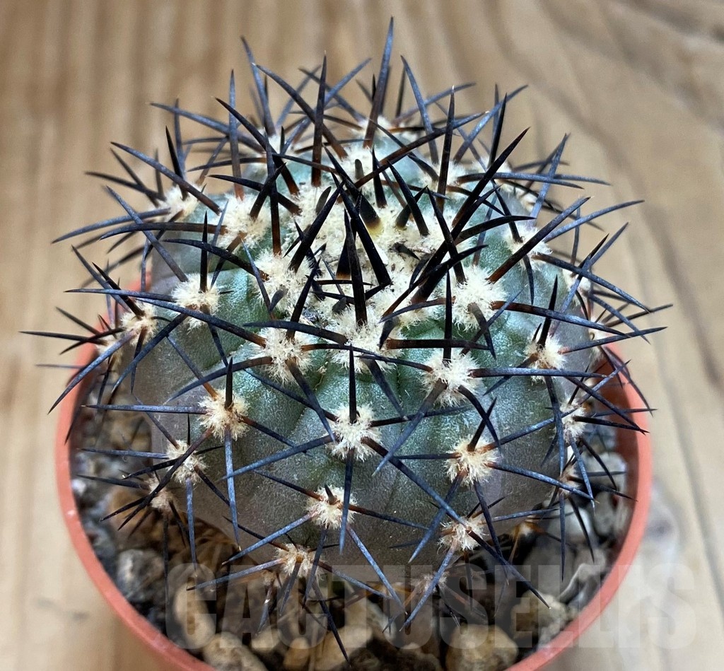 SH18292 Copiapoa calderana SI-19-24, grafted