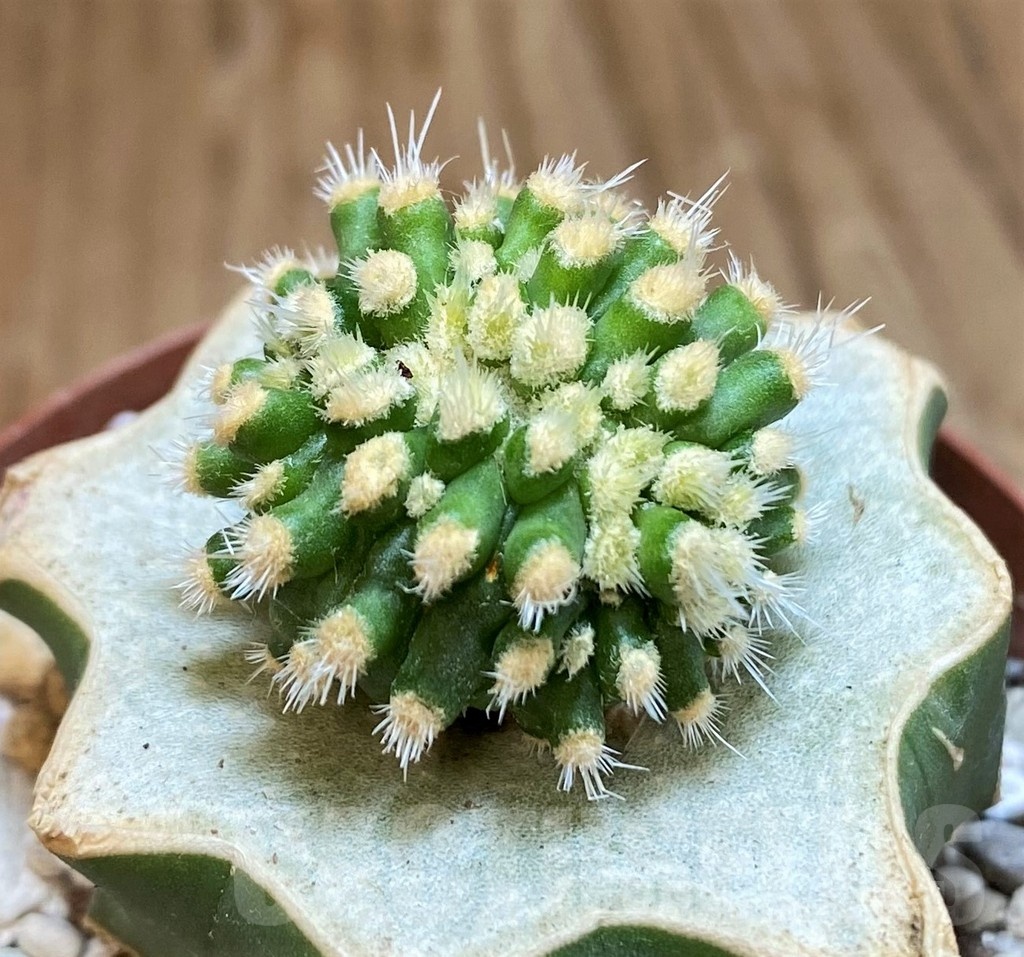 SH18358 Echinofossulocactus multicostatus f. monstrosa, grafted