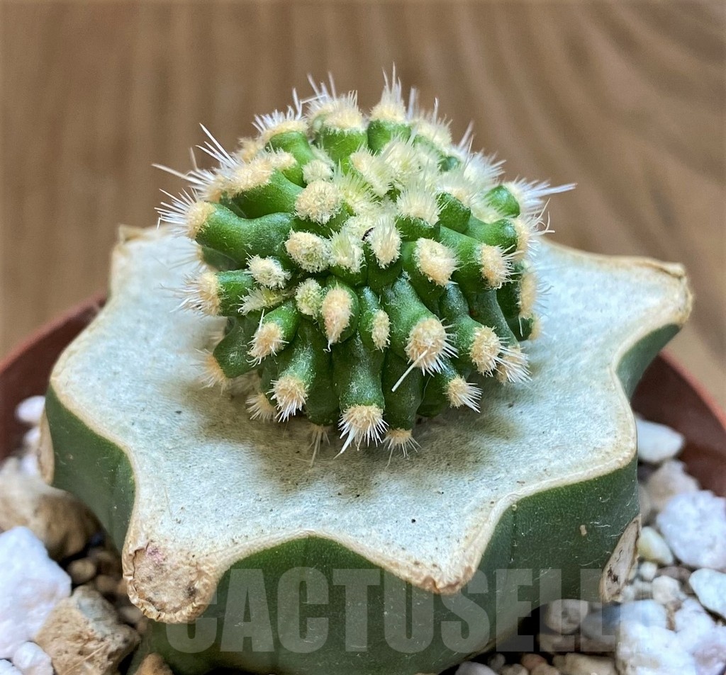 SH18358 Echinofossulocactus multicostatus f. monstrosa, grafted - Image 2