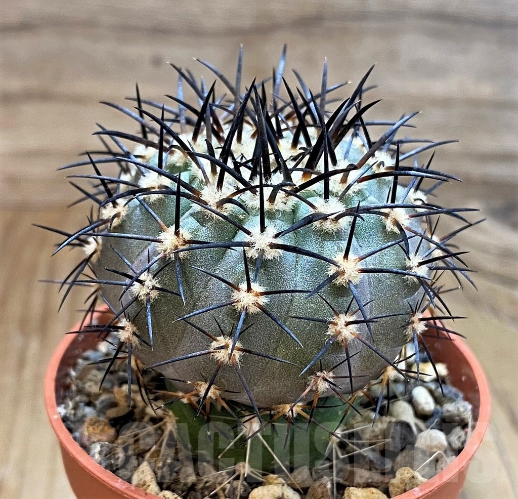 SH18292 Copiapoa calderana SI-19-24, grafted - Image 2