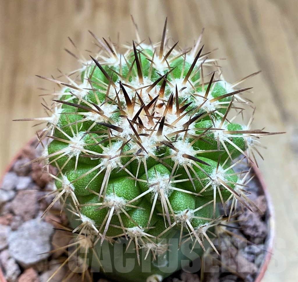 SH18301 Copiapoa cinerascens HR1135, grafted