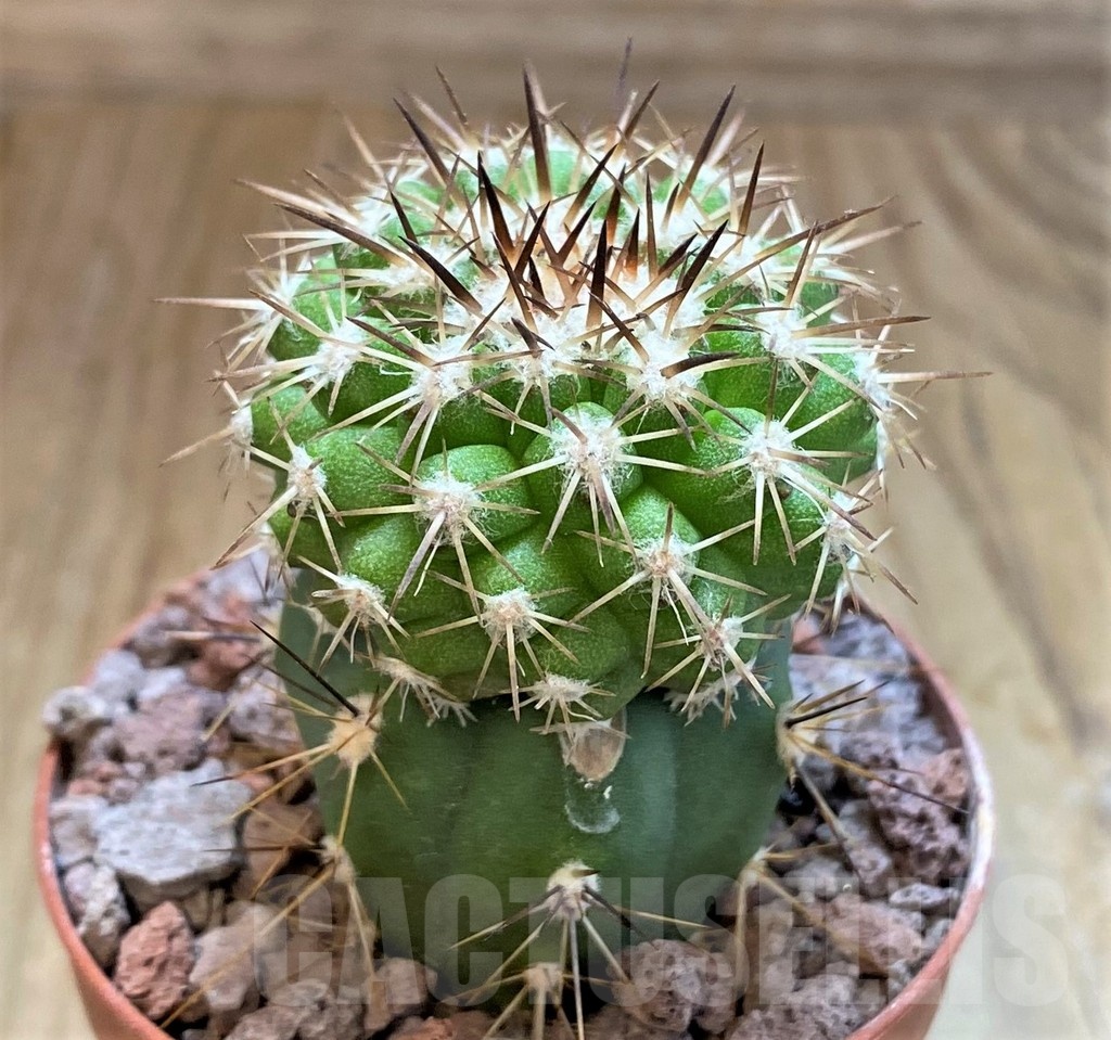 SH18301 Copiapoa cinerascens HR1135, grafted - Image 2