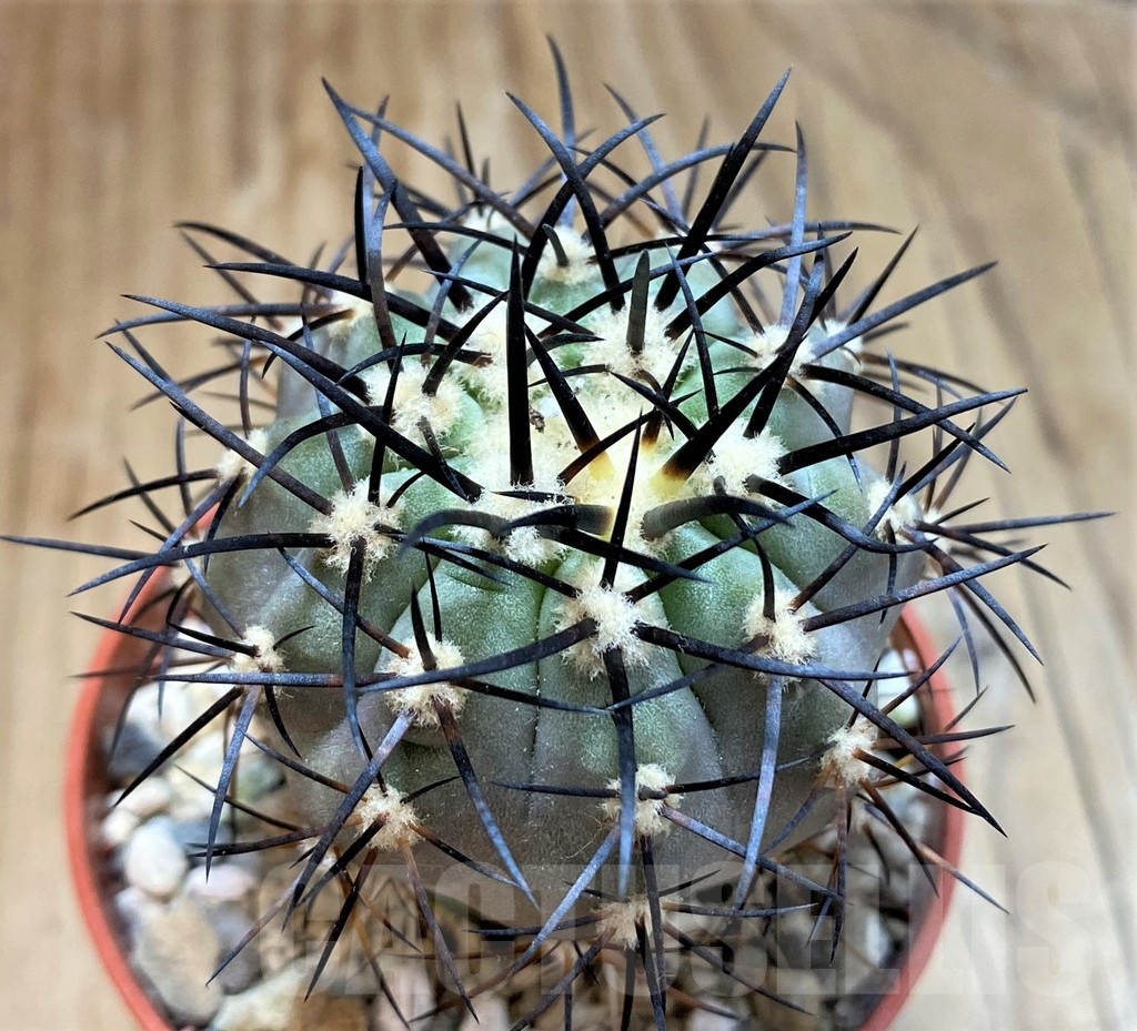 SH18293 Copiapoa calderana SI-19-24, grafted