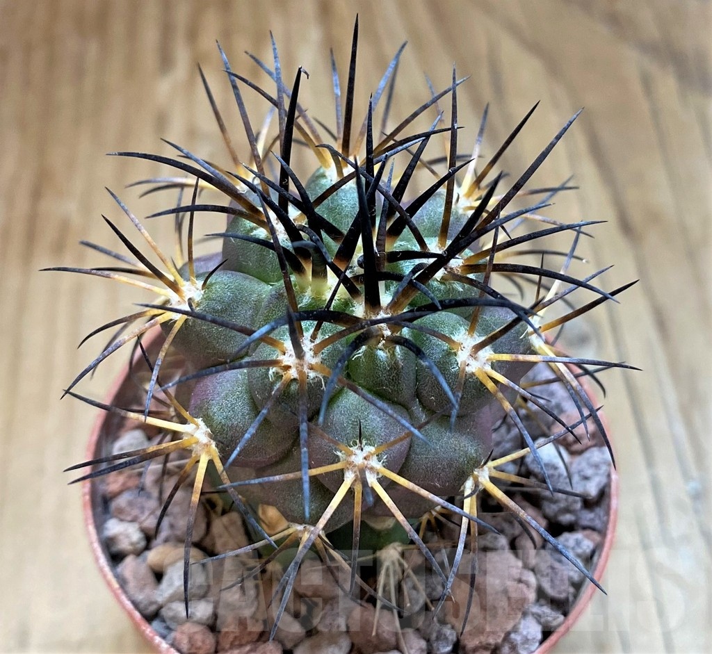 SH18308 Copiapoa schulziana SI-12-24, grafted