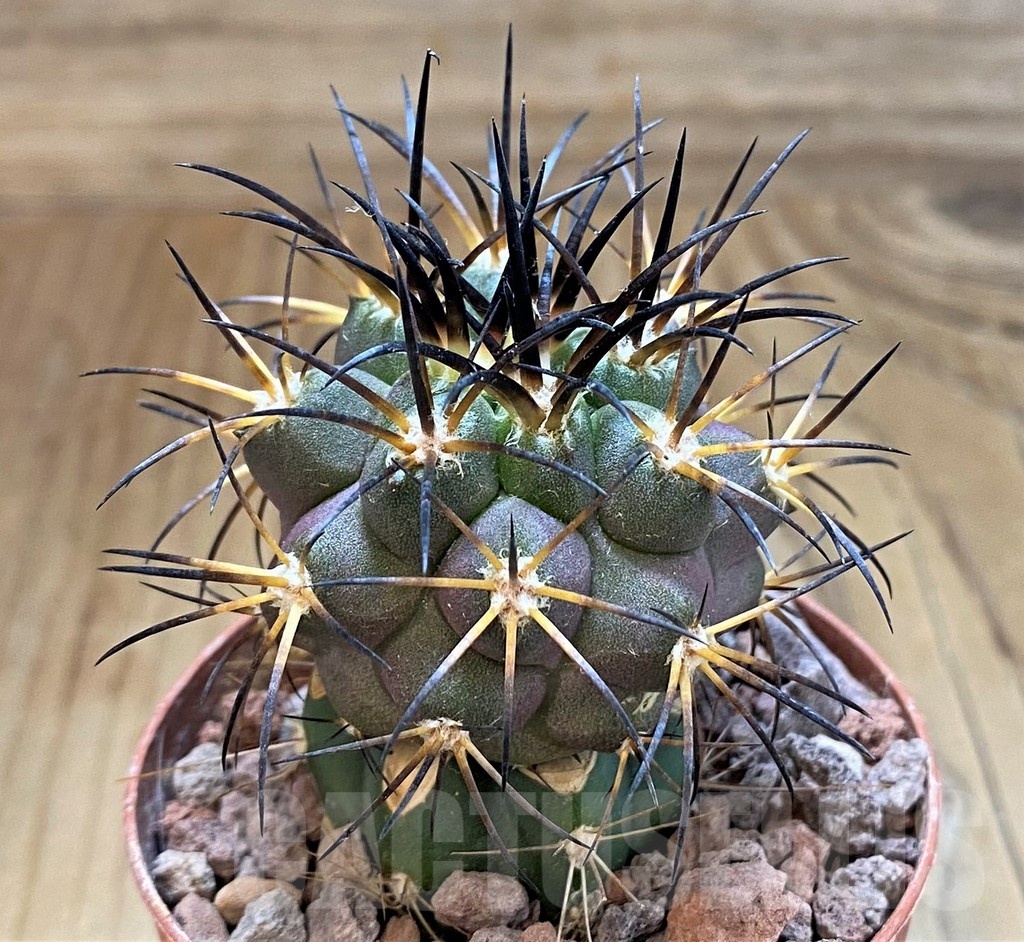 SH18308 Copiapoa schulziana SI-12-24, grafted - Image 2