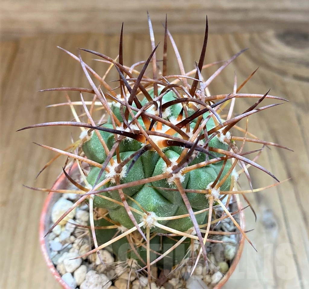 SH18310 Copiapoa schulziana GCG15210, grafted