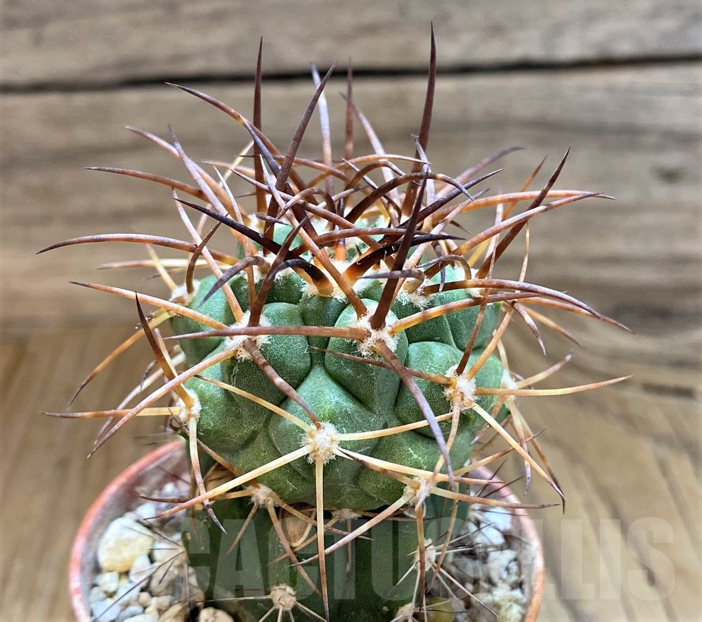 SH18310 Copiapoa schulziana GCG15210, grafted - Image 2