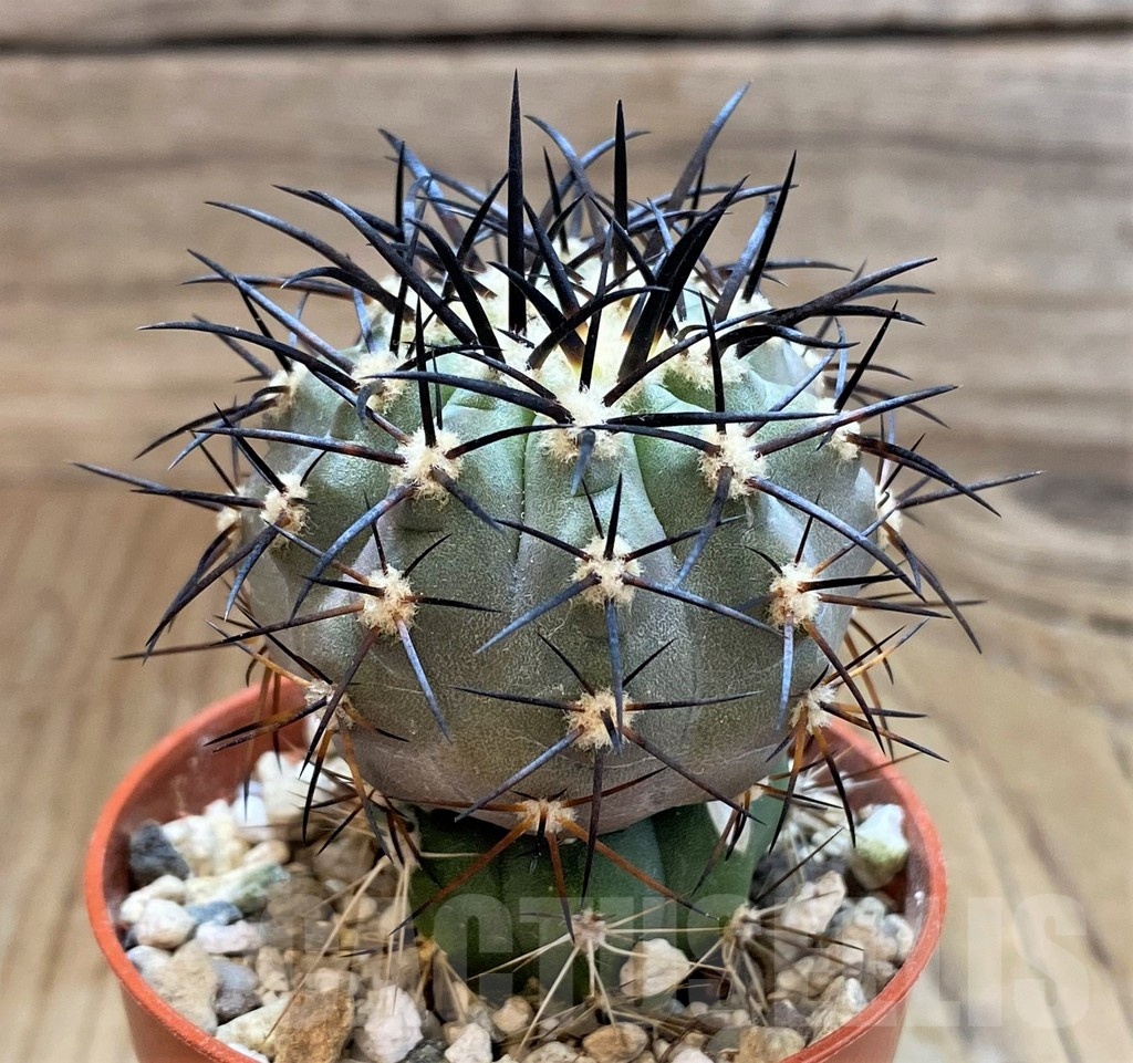 SH18293 Copiapoa calderana SI-19-24, grafted - Image 2