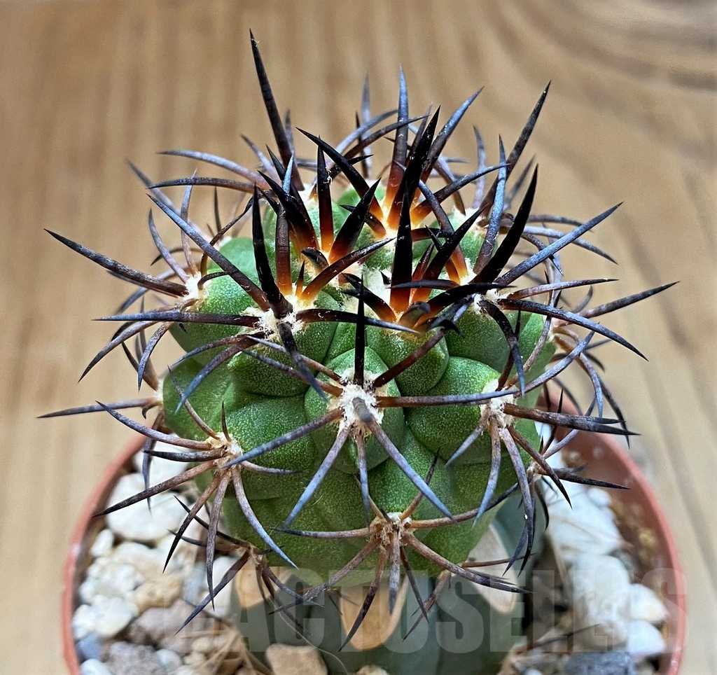 SH18320 Copiapoa vallenarensis SI-61-24, grafted